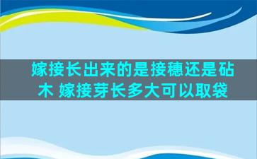 嫁接长出来的是接穗还是砧木 嫁接芽长多大可以取袋